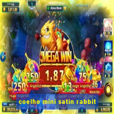 coelho mini satin rabbit